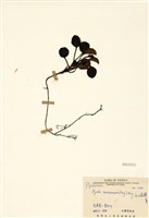 藏品(玉山鹿蹄草)的圖片